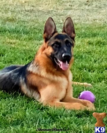 Sherman-RanchGSD Picture 1